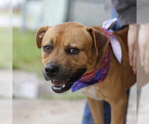 American Bulldog-Unknown Mix Dogs for adoption in San Antonio, TX, USA