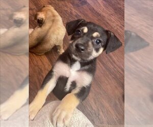 Shepradors Dogs for adoption in Conroe, TX, USA