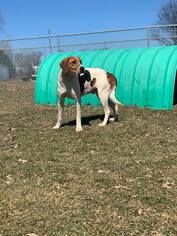 Mutt Dogs for adoption in Howell, MI, USA