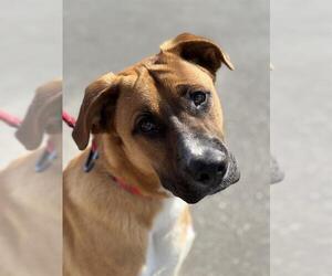 German Shepherd Dog-Great Dane Mix Dogs for adoption in Camarillo, CA, USA