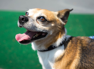 Chihuahua-Unknown Mix Dogs for adoption in Birdsboro, PA, USA
