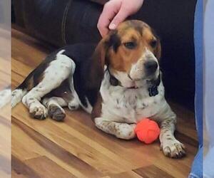 Beagle Dogs for adoption in Jackson, NJ, USA