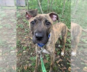 American Pit Bull Terrier Dogs for adoption in Center Township, PA, USA