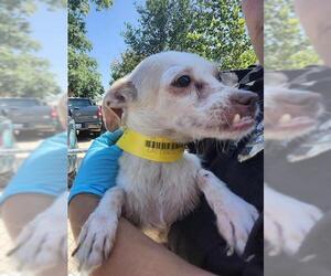 Mutt Dogs for adoption in San Antonio, TX, USA