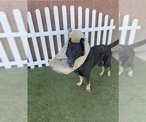 German Shepherd Dog Dogs for adoption in Modesto, CA, USA