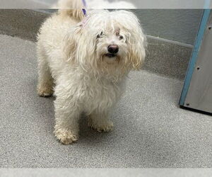 Chihuahua-Poodle (Toy) Mix Dogs for adoption in Las Vegas, NV, USA