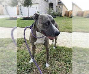 American Pit Bull Terrier Dogs for adoption in Houston, TX, USA