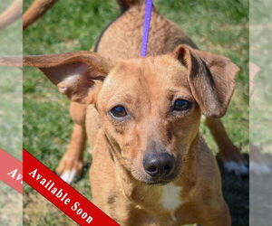 Dachshund-Jack Russell Terrier Mix Dogs for adoption in Huntley, IL, USA