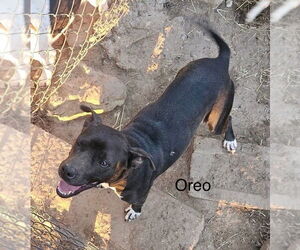 American Pit Bull Terrier-Unknown Mix Dogs for adoption in Farmerville, LA, USA