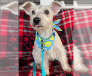 Mutt Dogs for adoption in Cranston, RI, USA