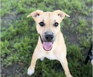 Black Mouth Cur Dogs for adoption in Bakersfield, CA, USA