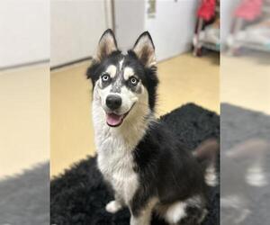 Siberian Husky Dogs for adoption in Chula Vista, CA, USA