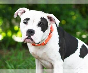American Bulldog-Unknown Mix Dogs for adoption in Tavares, FL, USA