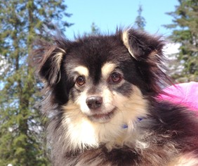 Chiranian Dogs for adoption in Longview, WA, USA