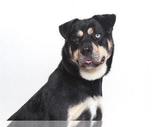 Huskies -Rottweiler Mix Dogs for adoption in Burbank, CA, USA