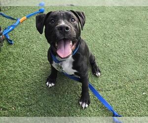 American Pit Bull Terrier Dogs for adoption in Redwood City, CA, USA