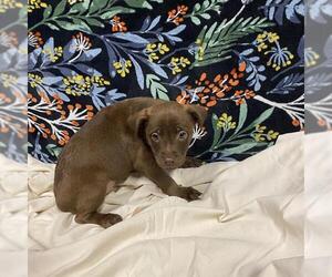 Labrador Retriever-Unknown Mix Dogs for adoption in Modesto, CA, USA