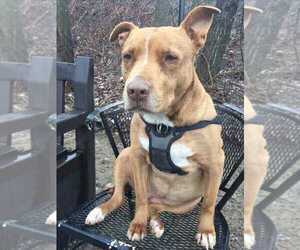 American Staffordshire Terrier-Unknown Mix Dogs for adoption in Elmsford, NY, USA