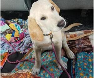 Labrador Retriever Dogs for adoption in Mount Vernon, AR, USA