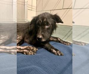 Chow Chow-Collie Mix Dogs for adoption in Baytown, TX, USA