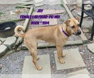 Chinese Shar-Pei-Unknown Mix Dogs for adoption in Huddleston, VA, USA