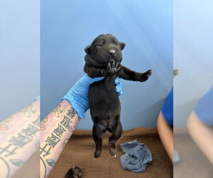 Labrador Retriever-Unknown Mix Dogs for adoption in San Bernardino, CA, USA