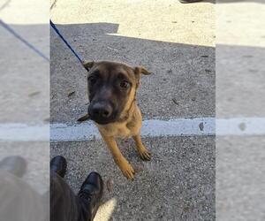 German Shepherd Dog-Unknown Mix Dogs for adoption in Houston, TX, USA