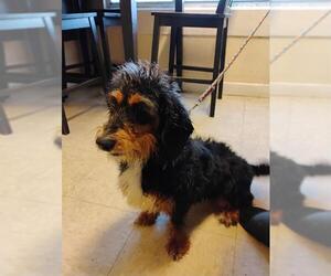 Cardigan Welsh Corgi Dogs for adoption in San Antonio, TX, USA