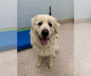 Great Pyrenees Dogs for adoption in Brighton, CO, USA