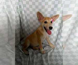 Mutt Dogs for adoption in NYC, NY, USA