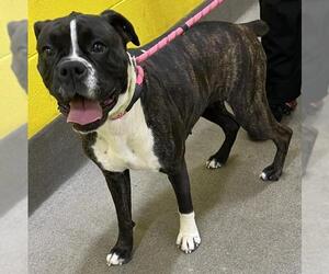 Boxer Dogs for adoption in Forestville, MD, USA