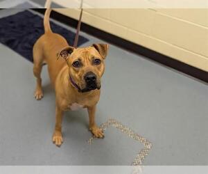 Labrador Retriever-Unknown Mix Dogs for adoption in Denver, CO, USA