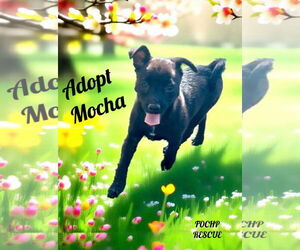 Chihuahua Dogs for adoption in Menifee, CA, USA
