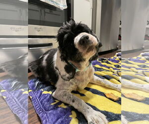 Cocker Spaniel-Unknown Mix Dogs for adoption in Clarkston, MI, USA