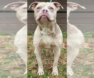 Olde Bulldog Dogs for adoption in Little Rock, AR, USA
