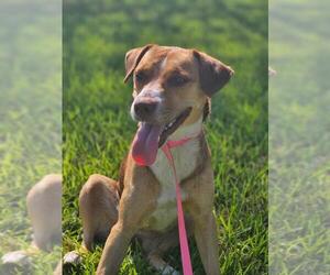 Beagle-Unknown Mix Dogs for adoption in Texas City, TX, USA