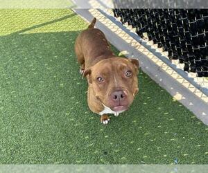 American Staffordshire Terrier-Unknown Mix Dogs for adoption in Grand Prairie, TX, USA