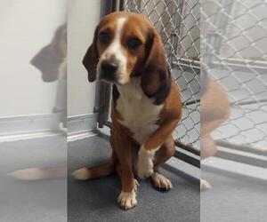 Beagle-Unknown Mix Dogs for adoption in Glen Allen, VA, USA