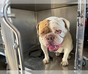 Small American Bulldog Mix