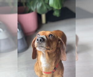 Dachshund-Unknown Mix Dogs for adoption in Los Angeles, CA, USA