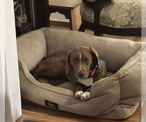 Medium Photo #3 Labrador Retriever-Unknown Mix Puppy For Sale in Westwood, NJ, USA