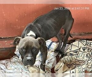 Staffordshire Bull Terrier-Unknown Mix Dogs for adoption in Ocala, FL, USA