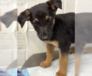 German Shepherd Dog Dogs for adoption in San Bernardino, CA, USA