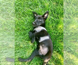 Shepradors Dogs for adoption in Gretna, NE, USA