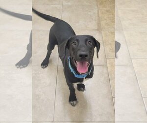 Labrador Retriever Dogs for adoption in San Diego, CA, USA