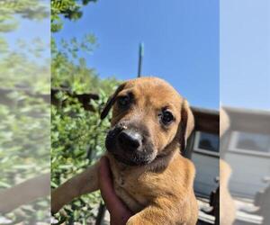 American Staffordshire Terrier-Unknown Mix Dogs for adoption in San Antonio, TX, USA