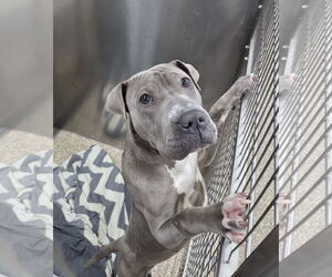 Mutt Dogs for adoption in Martinsburg, WV, USA