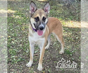 German Shepherd Dog Dogs for adoption in Irvine, CA, USA