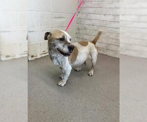 American Pit Bull Terrier-Basset Hound Mix Dogs for adoption in San Bernardino, CA, USA
