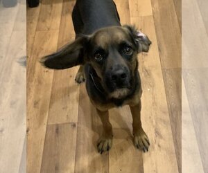 Bocker Dogs for adoption in Harrison, AR, USA